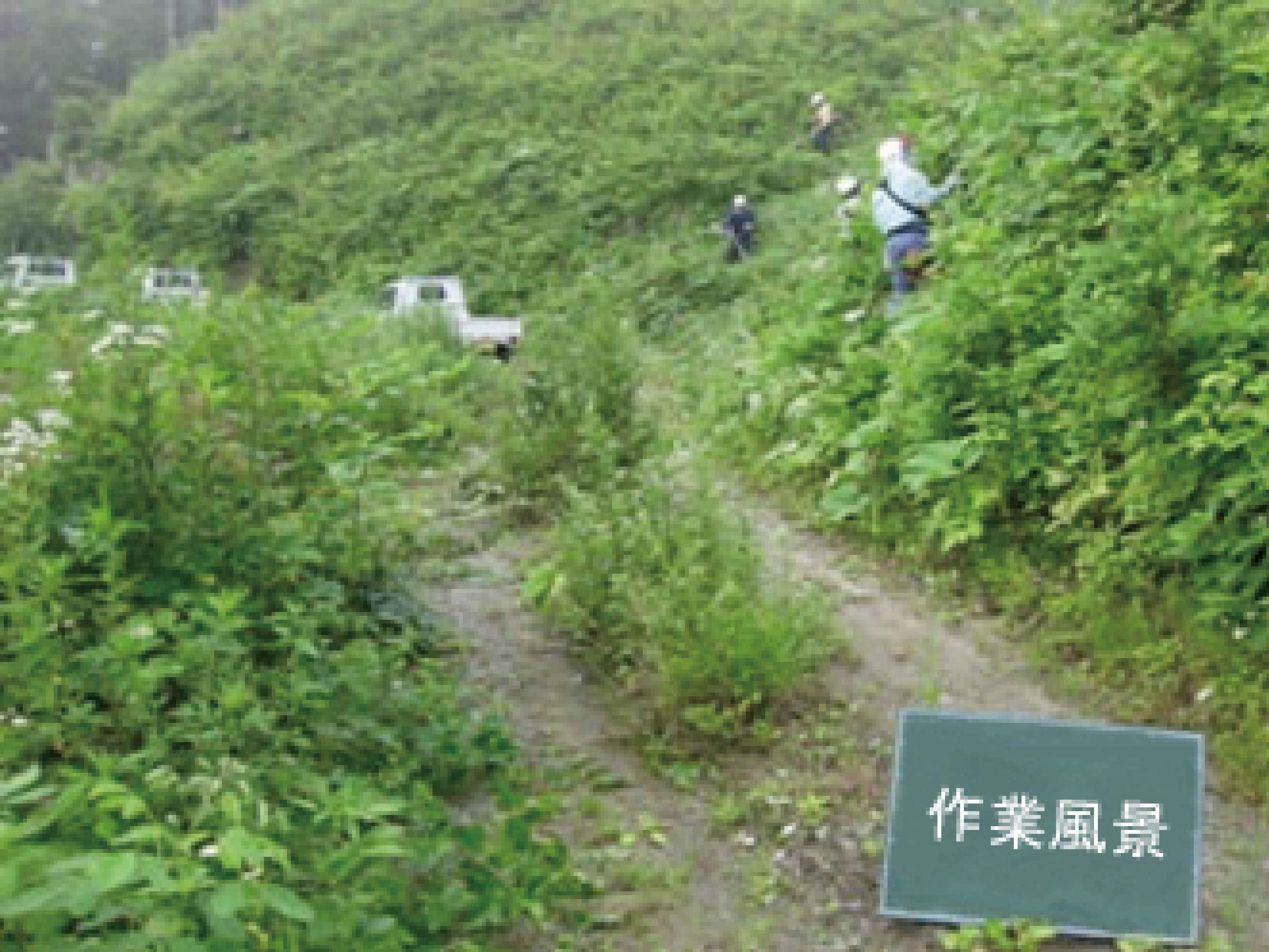 下刈り作業の様子